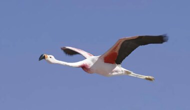 Atacama flamingode rahvuspargi värvid on punane, must ja roosa