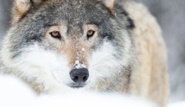 HARULDASED KAADRID ⟩ Loodusfotograaf tabas hundikarja ebatavalises olukorras