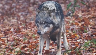 Taanis jälitas hunt pimedal tänaval koju jalutanud 14-aastast tüdrukut