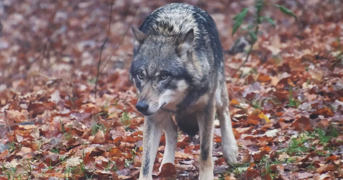 Taanis jälitas hunt pimedal tänaval koju jalutanud 14-aastast tüdrukut