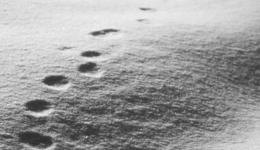 Neid loomi pole Antarktikas nähtud üle 30 aasta