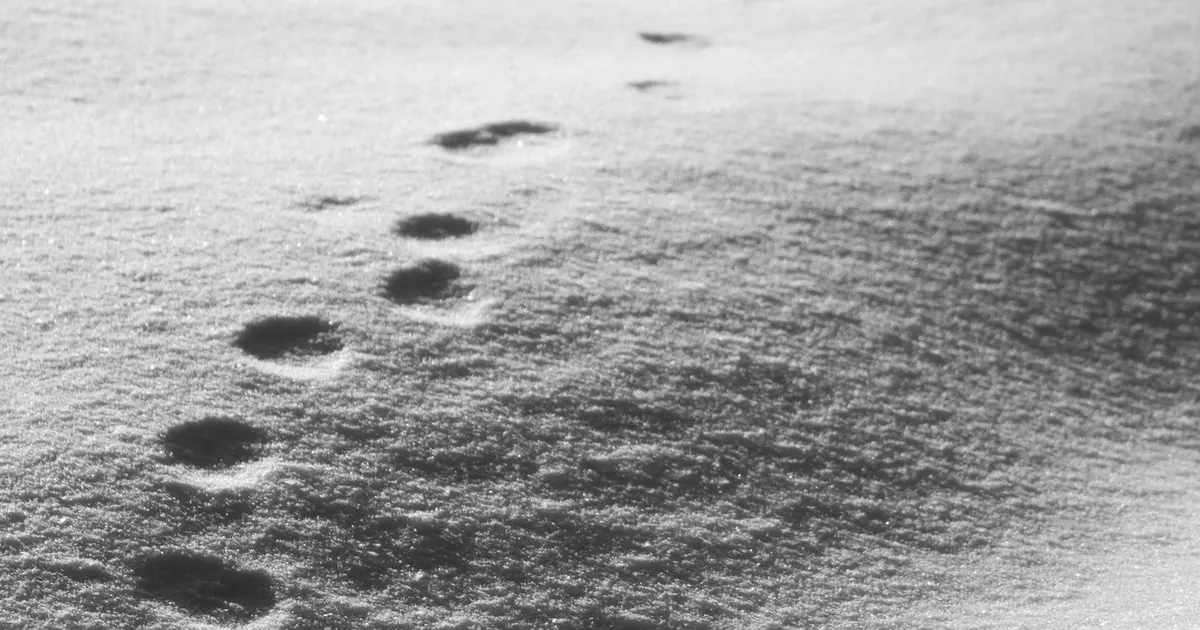 Neid loomi pole Antarktikas nähtud üle 30 aasta