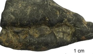 Kiviaja «näts» paljastas 10 500 aasta vanuse saladuse