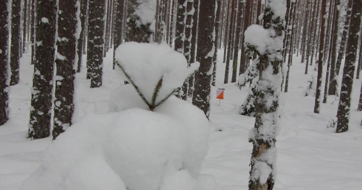 Eesti meistrid selgusid vaatamata tormiiilidele ja lumeuputusele