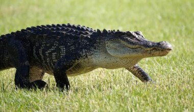 naine päästis oma koera alligaatori lõugade vahelt