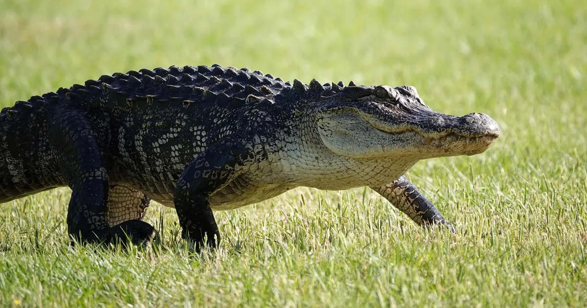 naine päästis oma koera alligaatori lõugade vahelt