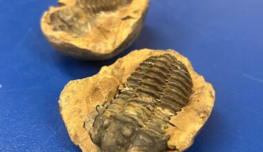 Luhamaa tollipunktis kinni peetud trilobiit jõudis Eesti Loodusmuuseumi kogusse