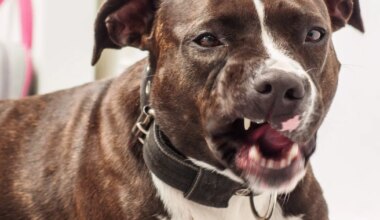 EHMATAVAD KAADRID ⟩ Omaniku kontrolli alt väljunud koer ründas tänaval kõndinud naist