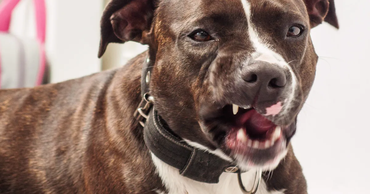 EHMATAVAD KAADRID ⟩ Omaniku kontrolli alt väljunud koer ründas tänaval kõndinud naist