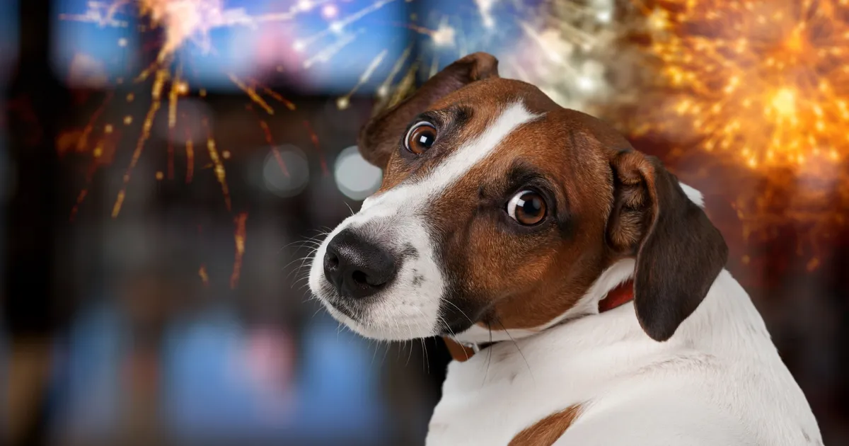 Kas tulevikus on pidu müravaba? Loomakaitsjad koguvad allkirju ilutulestiku piiramiseks