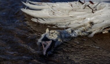 Linnugrippi nakatuvad ka kassid ja koerad - Maa Elu