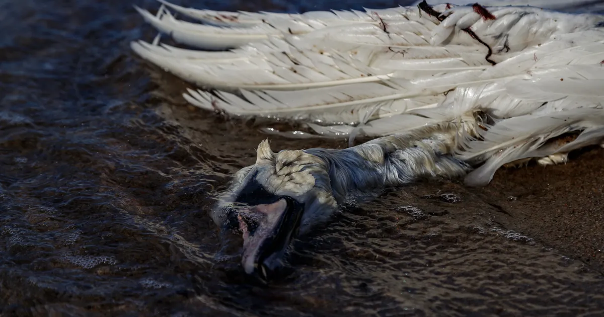 Linnugrippi nakatuvad ka kassid ja koerad - Maa Elu