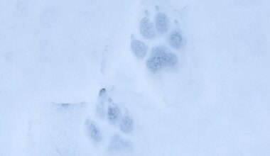 Keskkonnamet andis huntide küttimiseks lube juurde