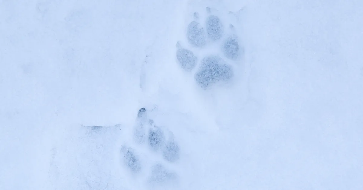 Keskkonnamet andis huntide küttimiseks lube juurde