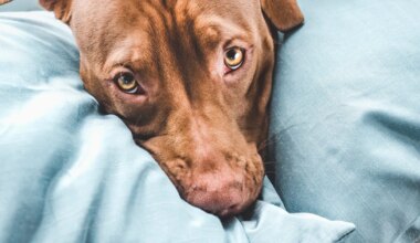 ŠOKEERIV VAATEPILT ⟩ Varjupaika toodud koer oli nii nälginud, et ei suutnud enam püsti seista