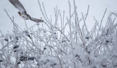 Tänavu pole sula suutnud end kordagi näidata