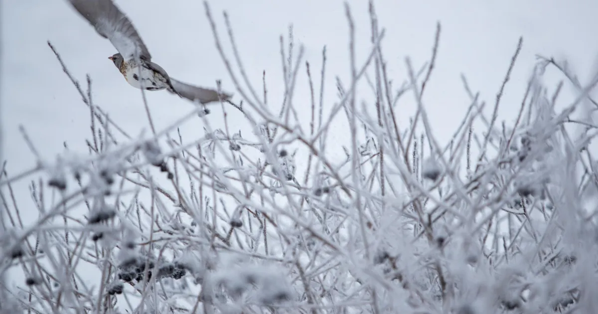 Tänavu pole sula suutnud end kordagi näidata