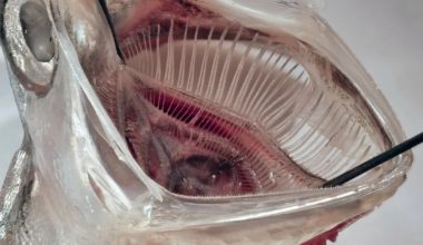 See kala andis idee, kuidas mikroplasti veest kätte saada – juba on valmimas filter