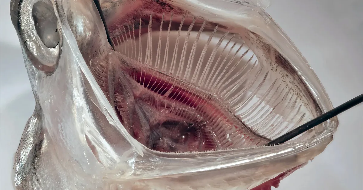 See kala andis idee, kuidas mikroplasti veest kätte saada – juba on valmimas filter