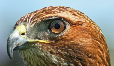 Lindude silmast avastati midagi enneolematut – see teebki nende pilgu eriti teravaks