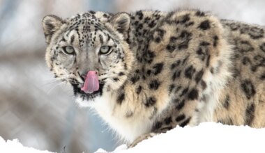 VIDEO ⟩ Haruldase kiskjaga selfit tegema läinud turist sai valusa õppetunni