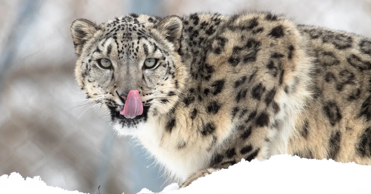 VIDEO ⟩ Haruldase kiskjaga selfit tegema läinud turist sai valusa õppetunni