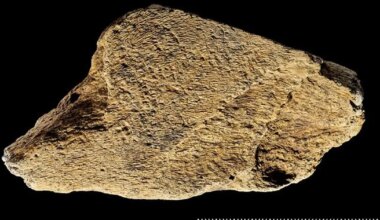 Euroopast leiti poole miljoni aasta vanune tööriist