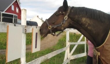 Norra ja Rootsi ratsahobustelt hakatakse küsima, mida nad tahavad