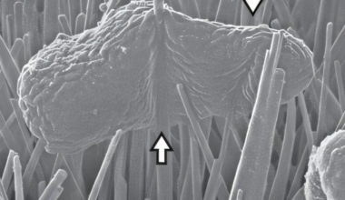 Kuidas tappa baktereid ilma kemikaalideta – meil on putukatelt palju õppida