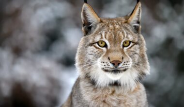 kuula, mis häält teeb ilves