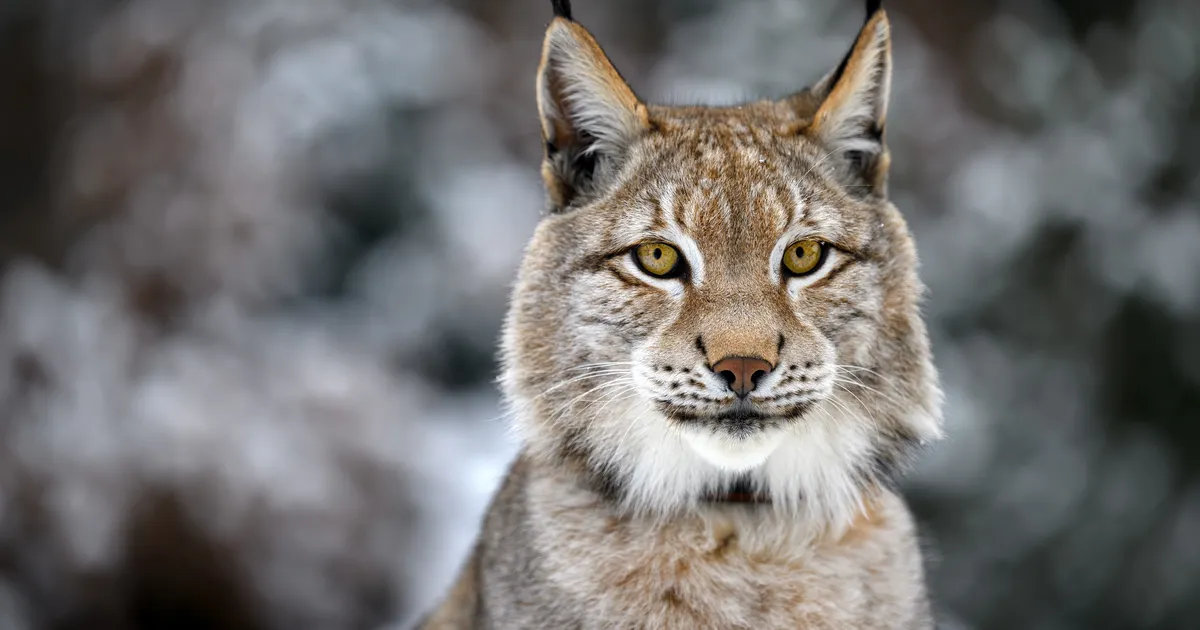 kuula, mis häält teeb ilves