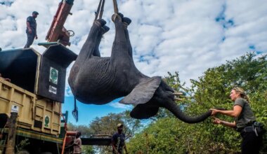 Plaan päästa elevandid vallandas ohvriterohke konflikti