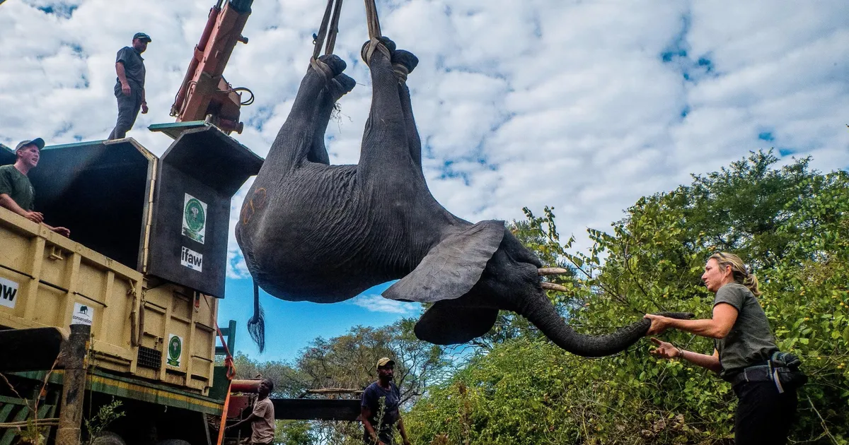 Plaan päästa elevandid vallandas ohvriterohke konflikti