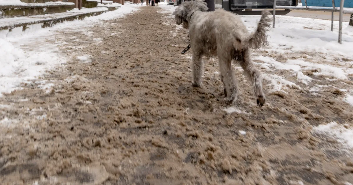 Pärnu heakorraeeskiri ei luba kõnniteid soolatada, aga linnavalitus eirab nõuet