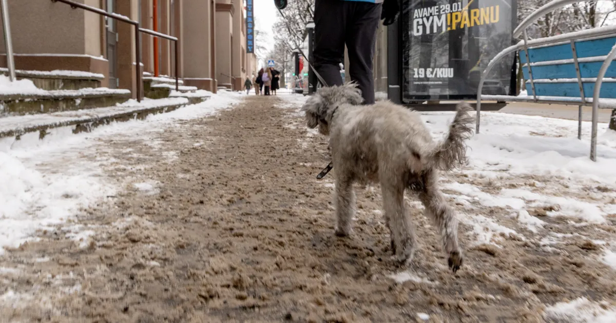 Pärnu heakorraeeskiri ei luba kõnniteid soolatada, aga linnavalitsus eirab nõuet