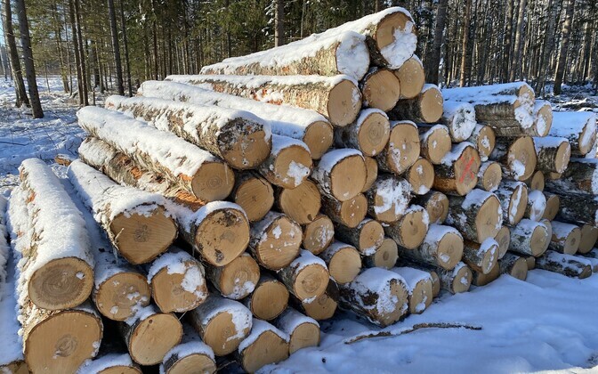 Raie vähendamine riigimetsas paneb puidutöösturid muretsema | Majandus
