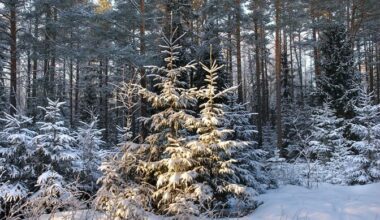 RMK ostis mullu eraomanikelt rekordkoguses looduskaitselist maad | Eesti