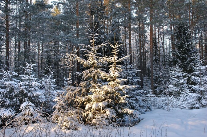 RMK ostis mullu eraomanikelt rekordkoguses looduskaitselist maad | Eesti