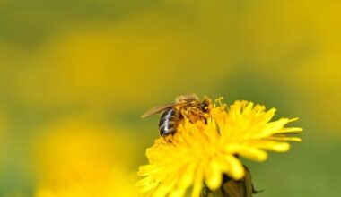 Pestitsiidid võivad muuta tolmeldajate käitumist ja sigimisvõimet | Loodus