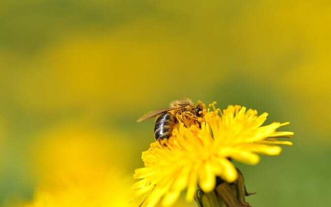 Pestitsiidid võivad muuta tolmeldajate käitumist ja sigimisvõimet | Loodus