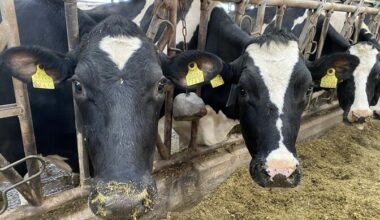 Piima seedimise geen levis koos karjakasvatajatega | Tervis