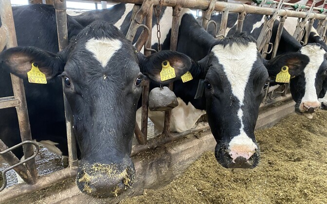 Piima seedimise geen levis koos karjakasvatajatega | Tervis