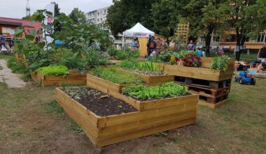 Uuring: pealinna kogukonnaaedades kasvanud toit on söömiseks ohutu | Keskkond