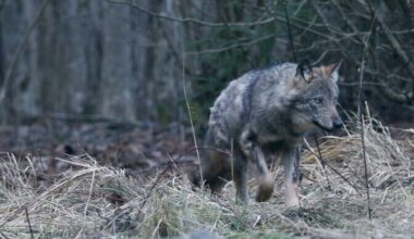 Keskkonnaamet suurendas taas huntide küttimismahtu | Eesti
