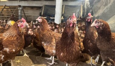 PTA hukkab Nuudi talu sada kana linnugrippi haigestumise tõttu | Eesti