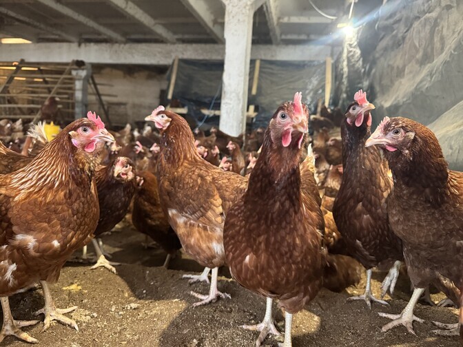 PTA hukkab Nuudi talu sada kana linnugrippi haigestumise tõttu | Eesti