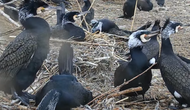 Kalurid küsisid riigilt taas luba hävitada rohkem kormorane | Eesti