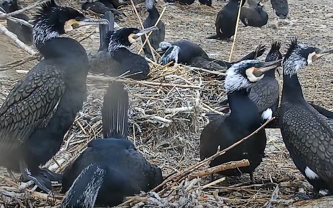 Kalurid küsisid riigilt taas luba hävitada rohkem kormorane | Eesti