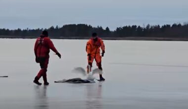 VIDEO | Paldiski päästjad abistasid jääle lõksu sattunud luike