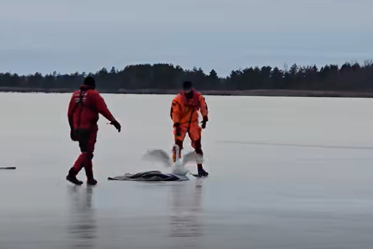 VIDEO | Paldiski päästjad abistasid jääle lõksu sattunud luike